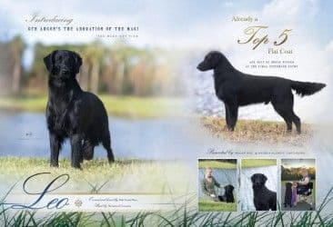 Flat-Coated Retriever Puppies media 4