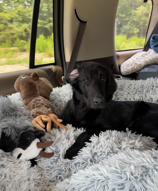 Flat-Coated Retriever Puppies media 6