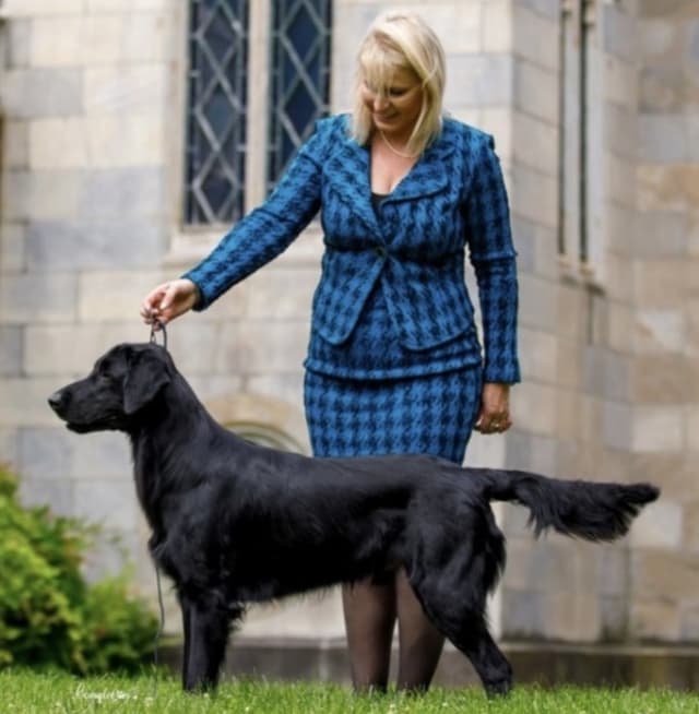 Flat-Coated Retriever Puppies media 5