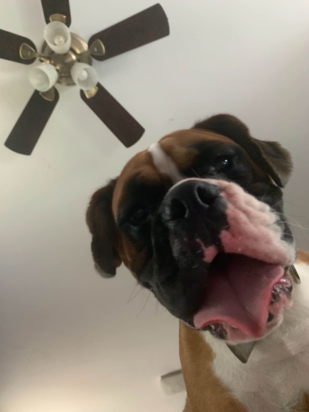 Boxer Puppies sealed and brindle breeder image 4