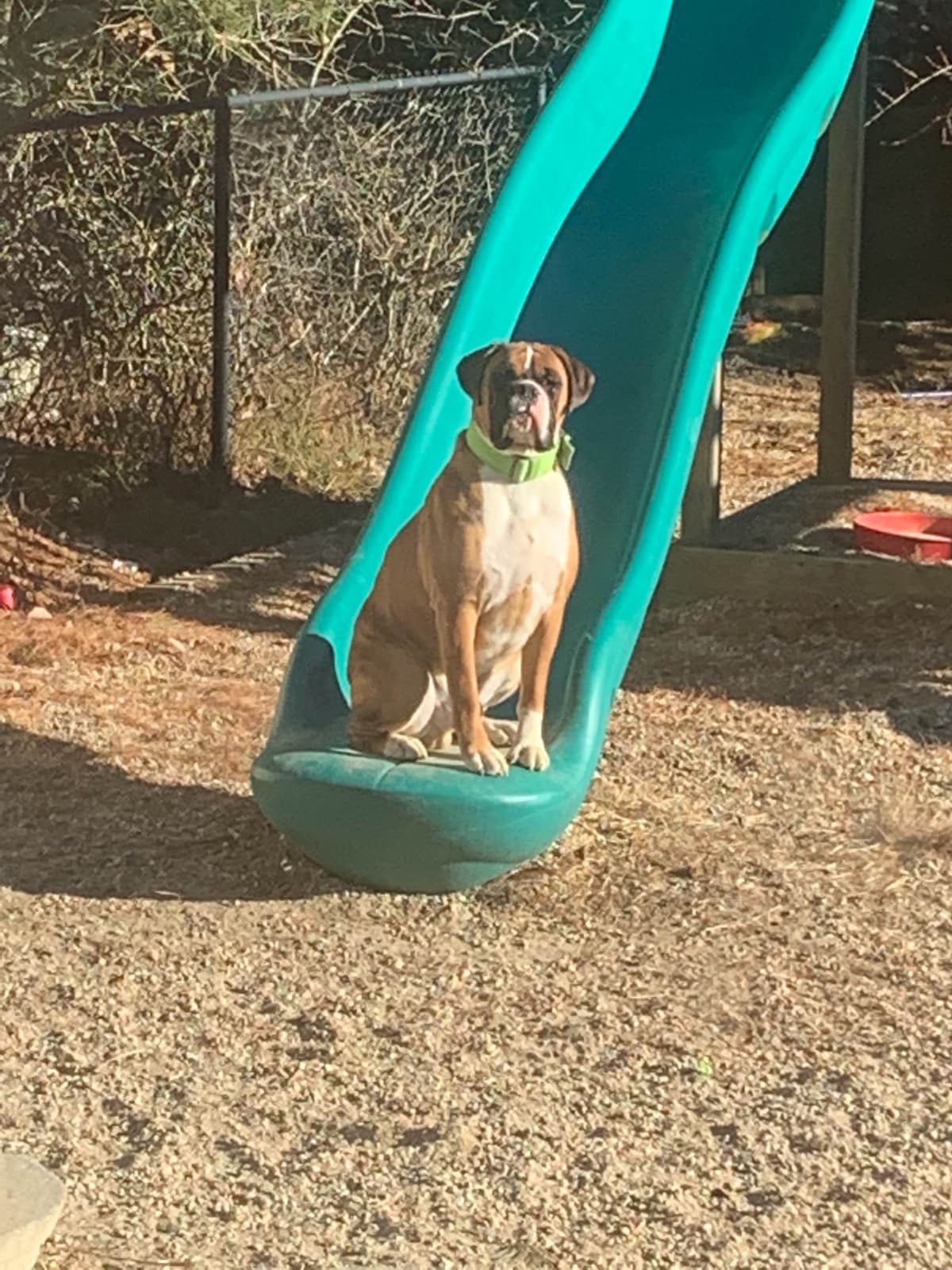 Boxer Puppies sealed and brindle breeder image 5