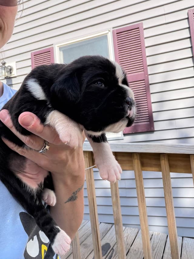 Boxer Puppies sealed and brindle media 2