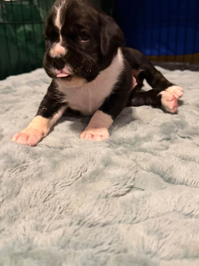 Boxer Puppies sealed and brindle media 6
