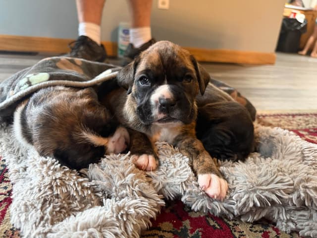 Boxer Puppies sealed and brindle media 8