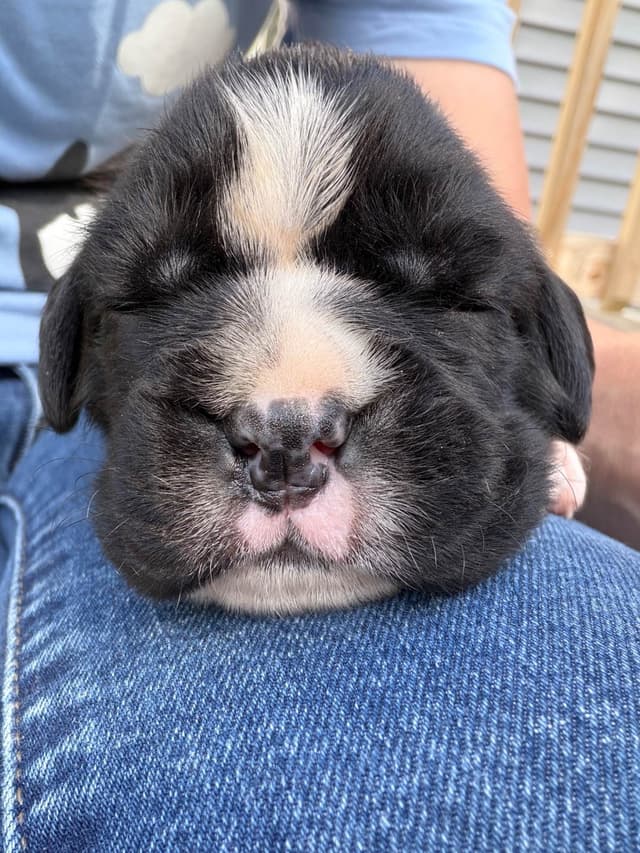 Boxer Puppies sealed and brindle media 9