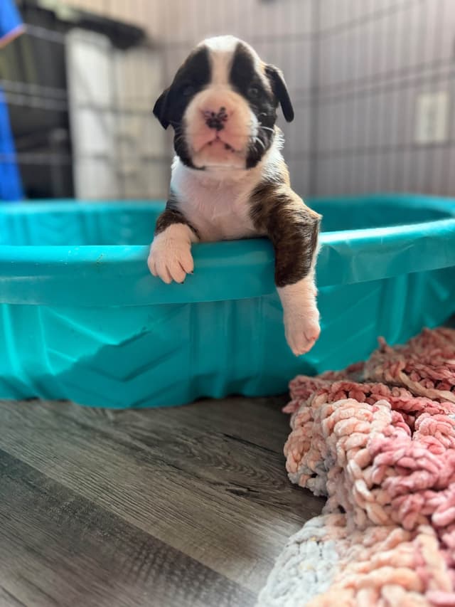 Boxer Puppies sealed and brindle media 13