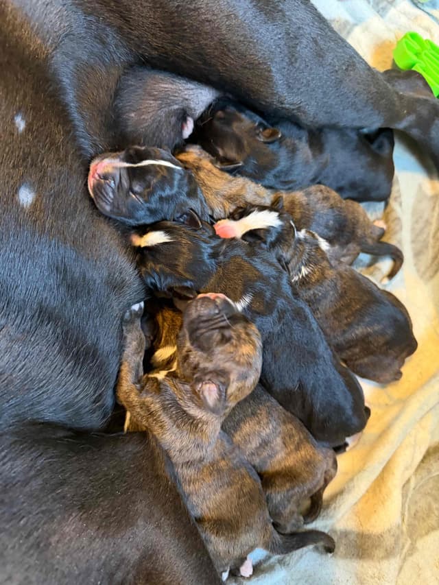 Boxer Puppies sealed and brindle media 18