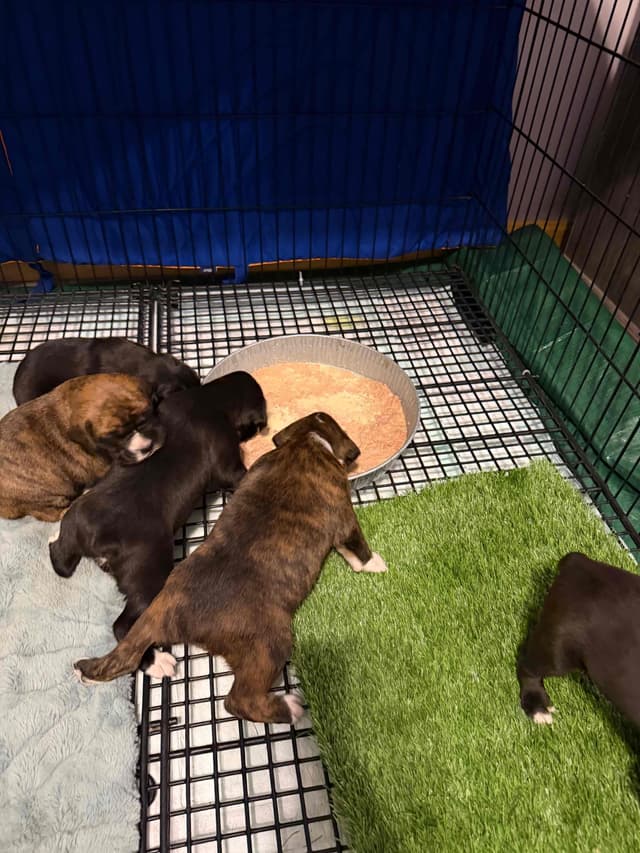 Boxer Puppies sealed and brindle media 19