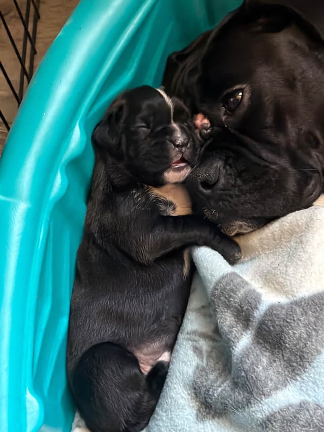 Boxer Puppies sealed and brindle media 20
