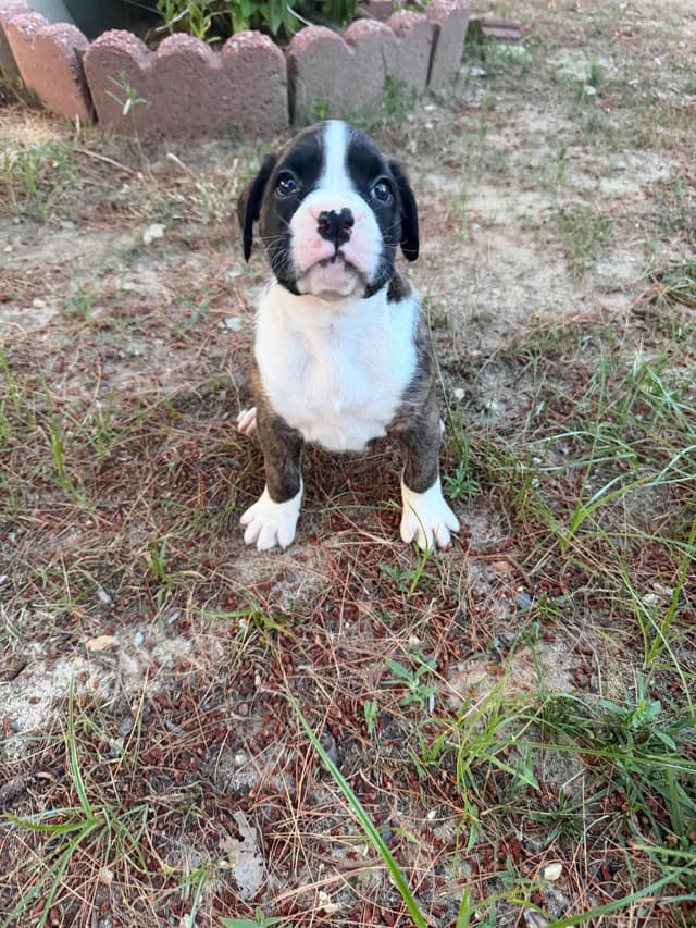 Boxer Puppies sealed and brindle media 23
