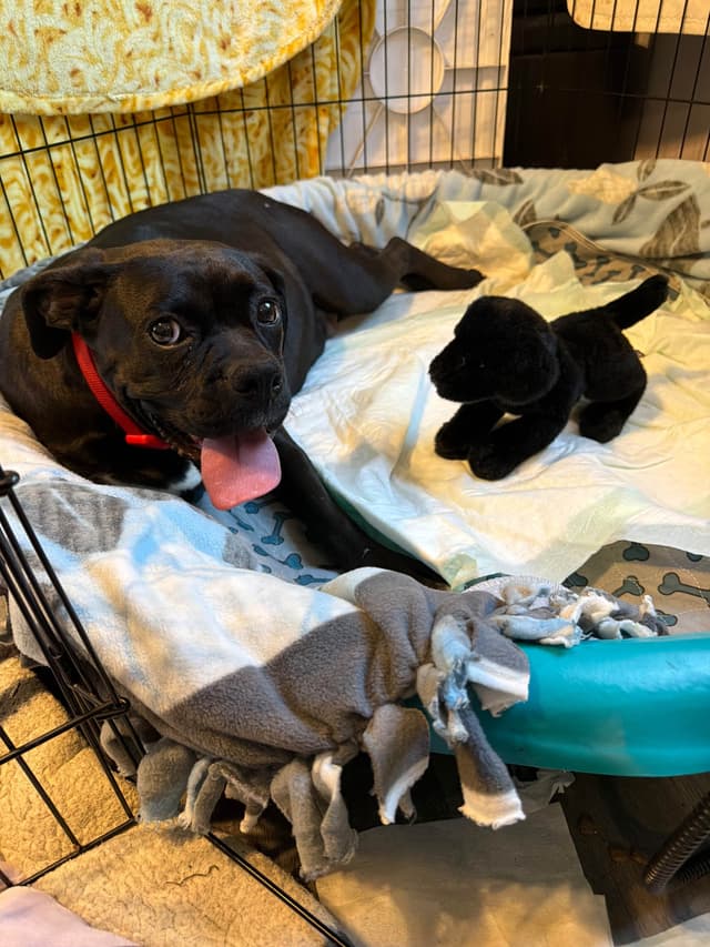Boxer Puppies sealed and brindle media 24
