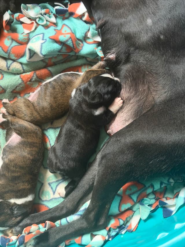 Boxer Puppies sealed and brindle media 25