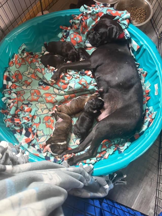 Boxer Puppies sealed and brindle media 26