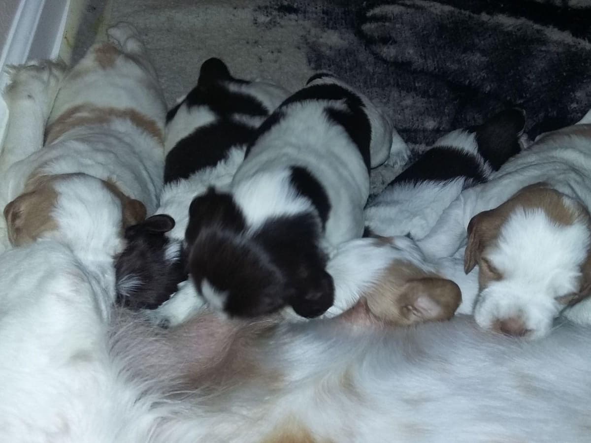 Brittany Puppies breeder image 5