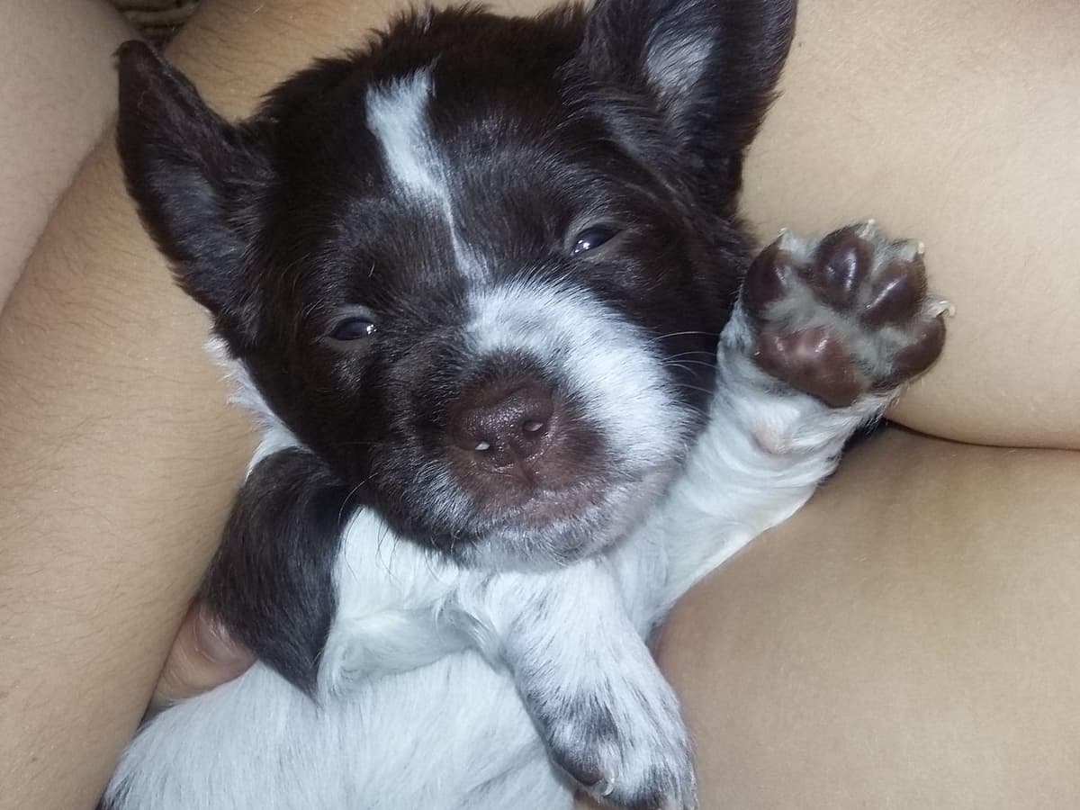 Brittany Puppies breeder image 6