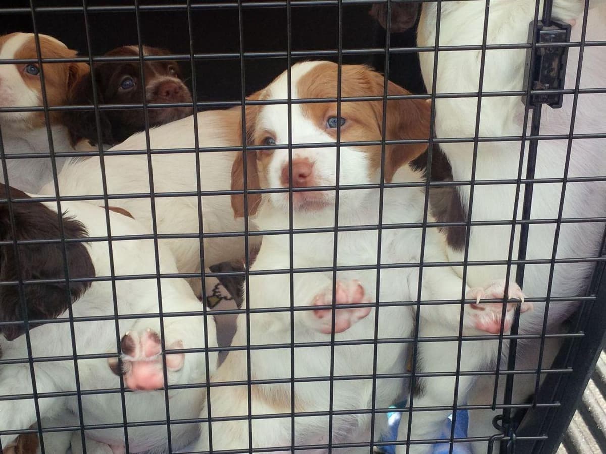 Brittany Puppies breeder image 7