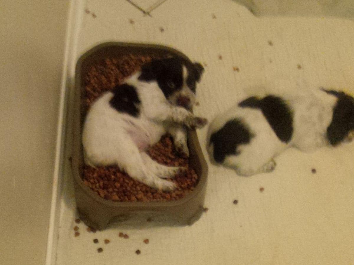Brittany Puppies breeder image 8