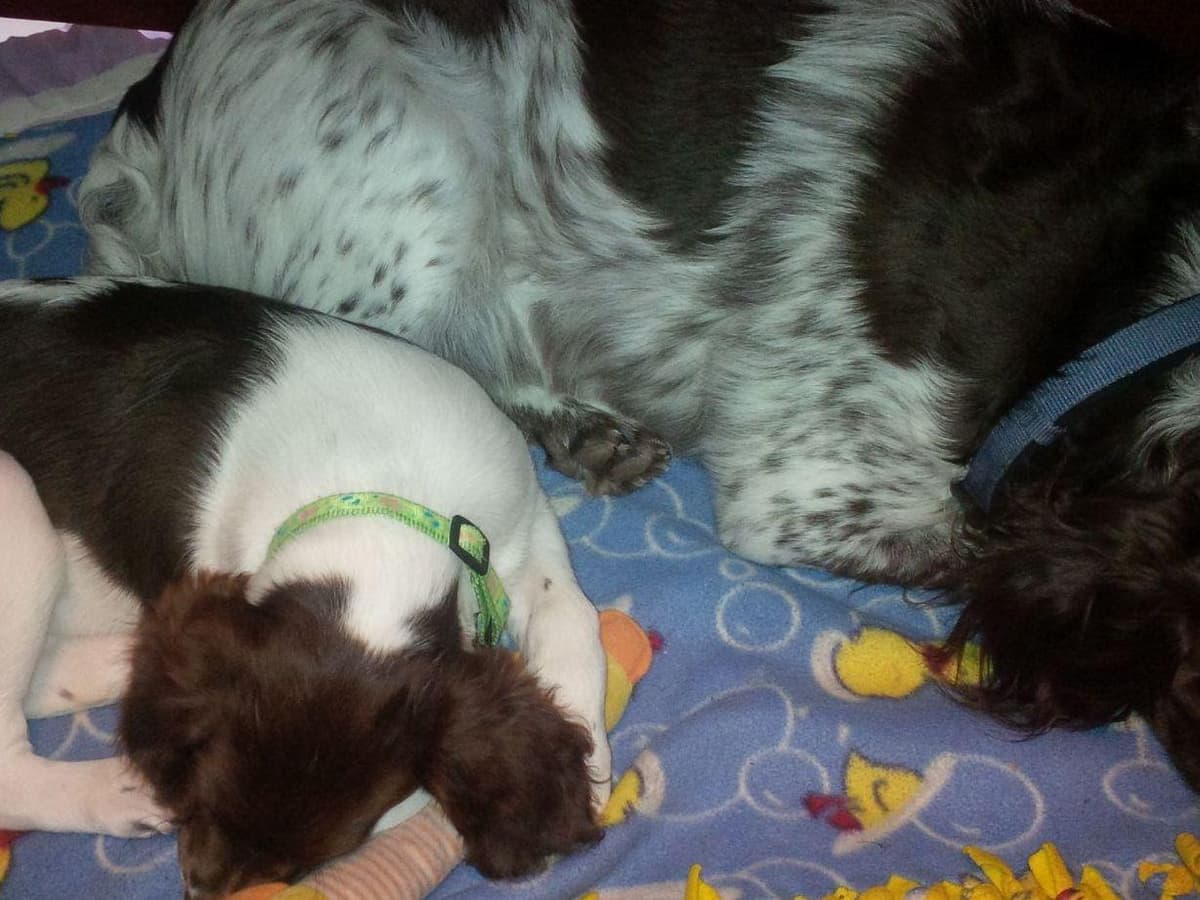 Brittany Puppies breeder image 9