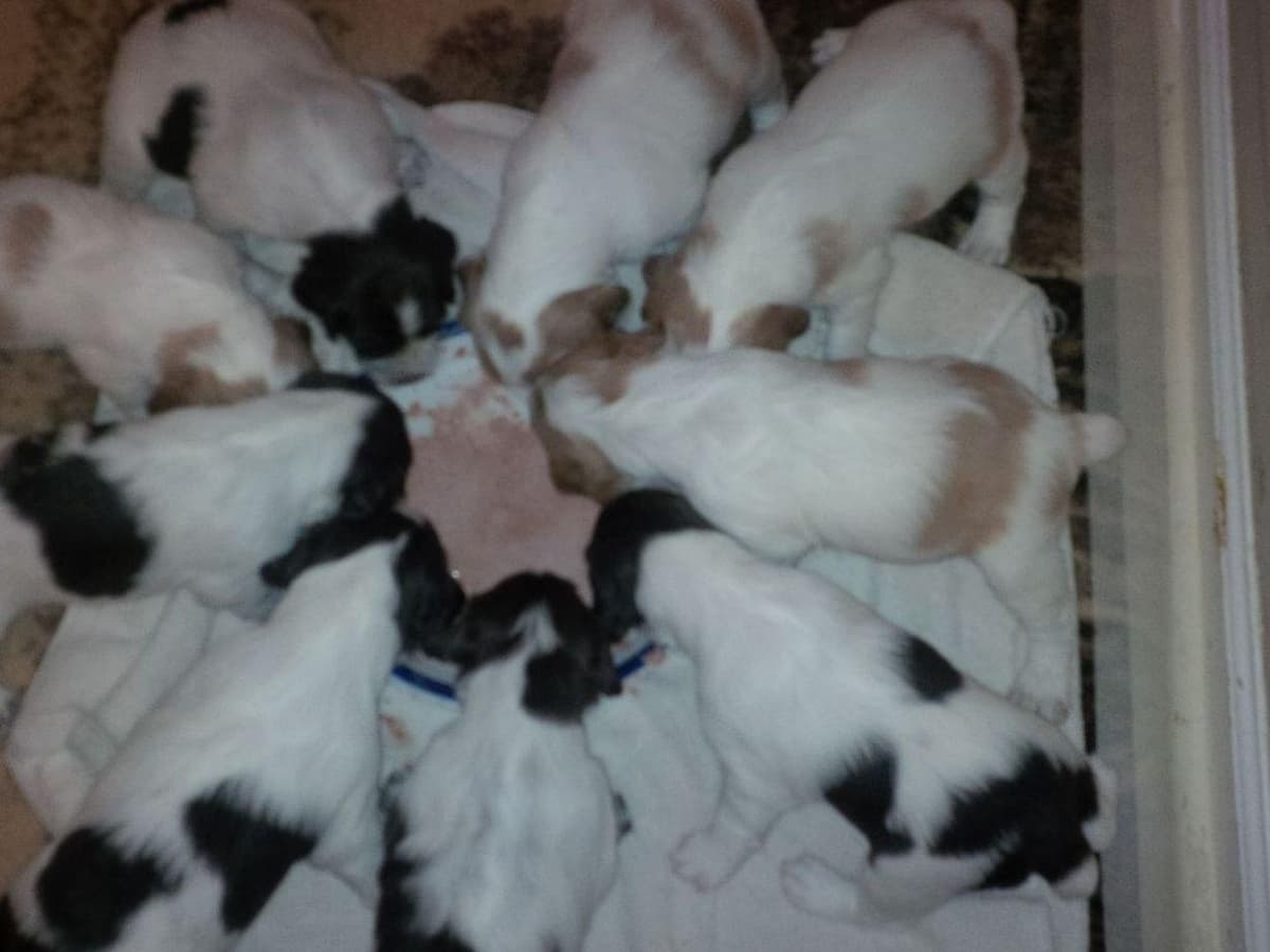 Brittany Puppies breeder image 10