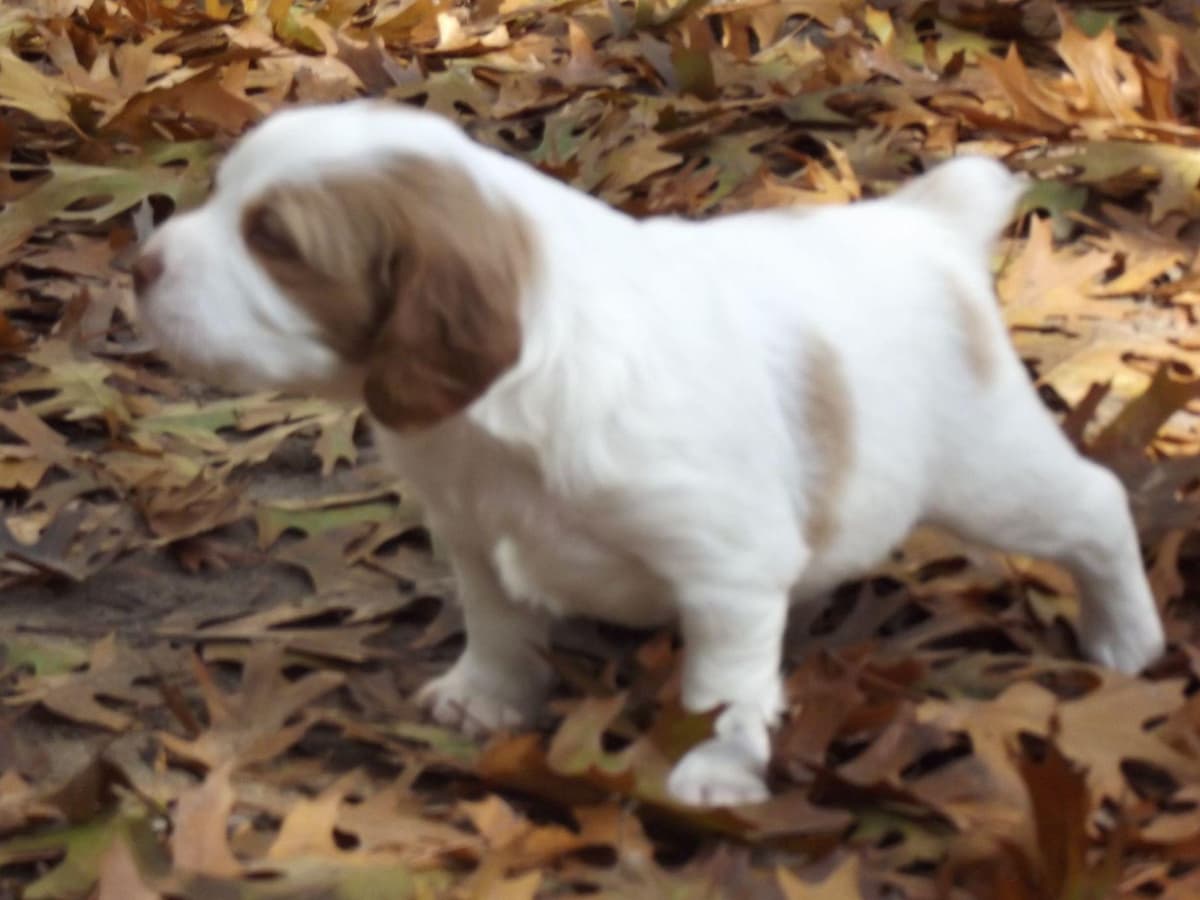 Brittany Puppies breeder image 11