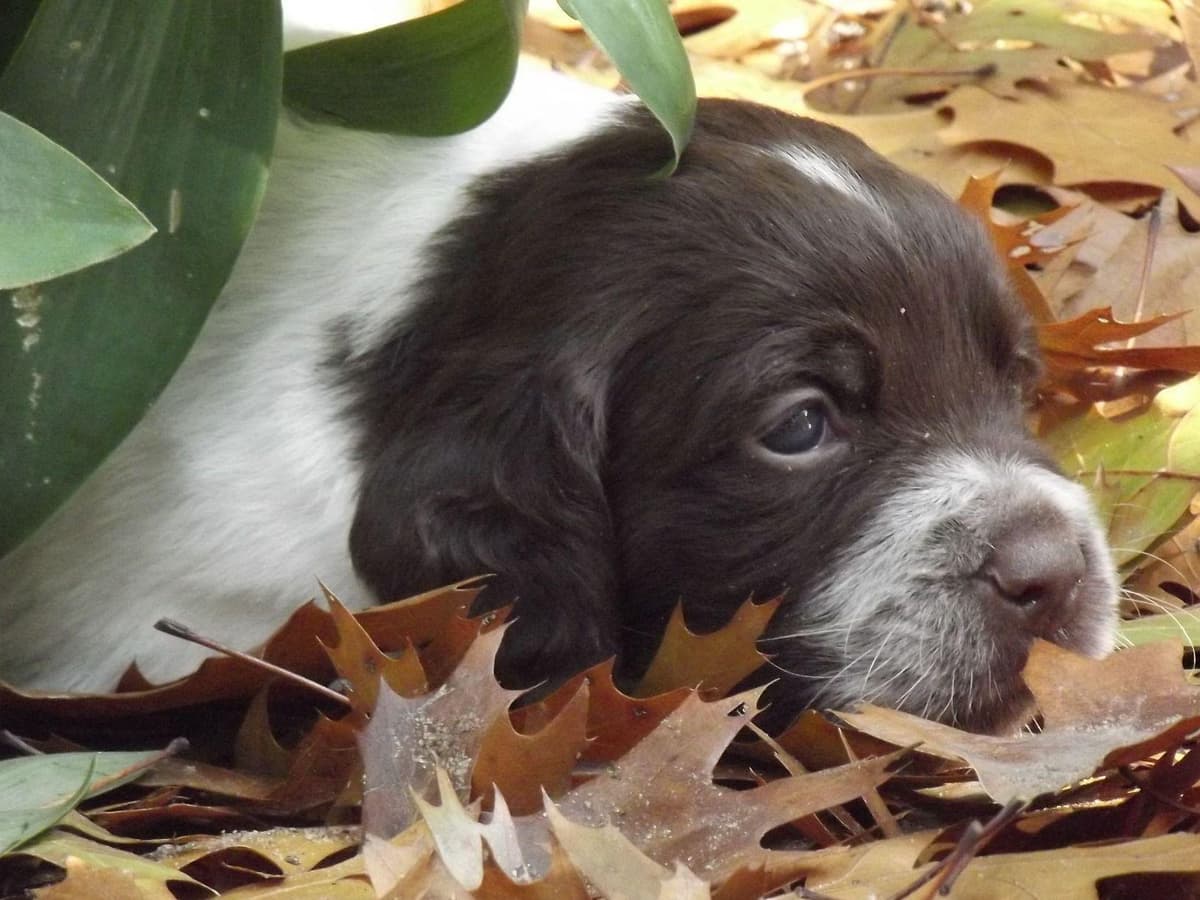 Brittany Puppies breeder image 12