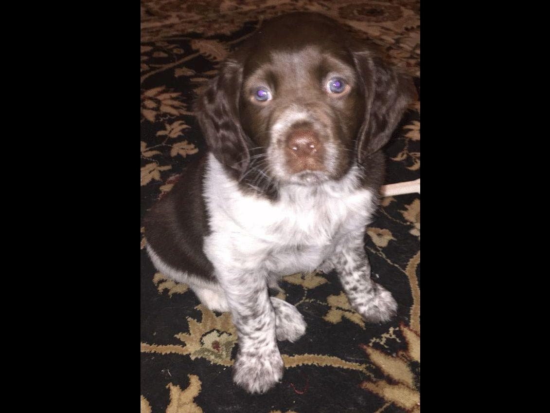 Brittany Puppies breeder image 13