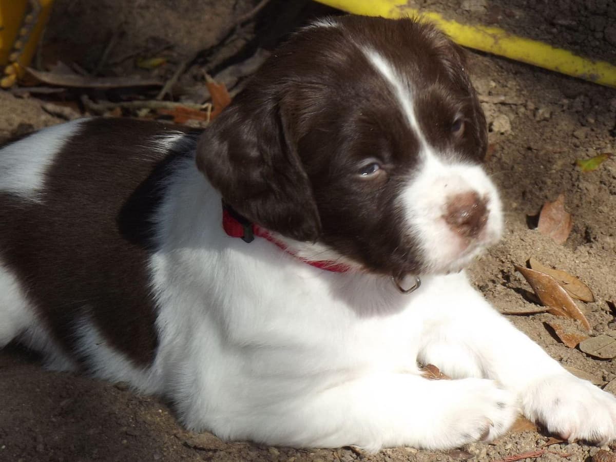 Brittany Puppies breeder image 15