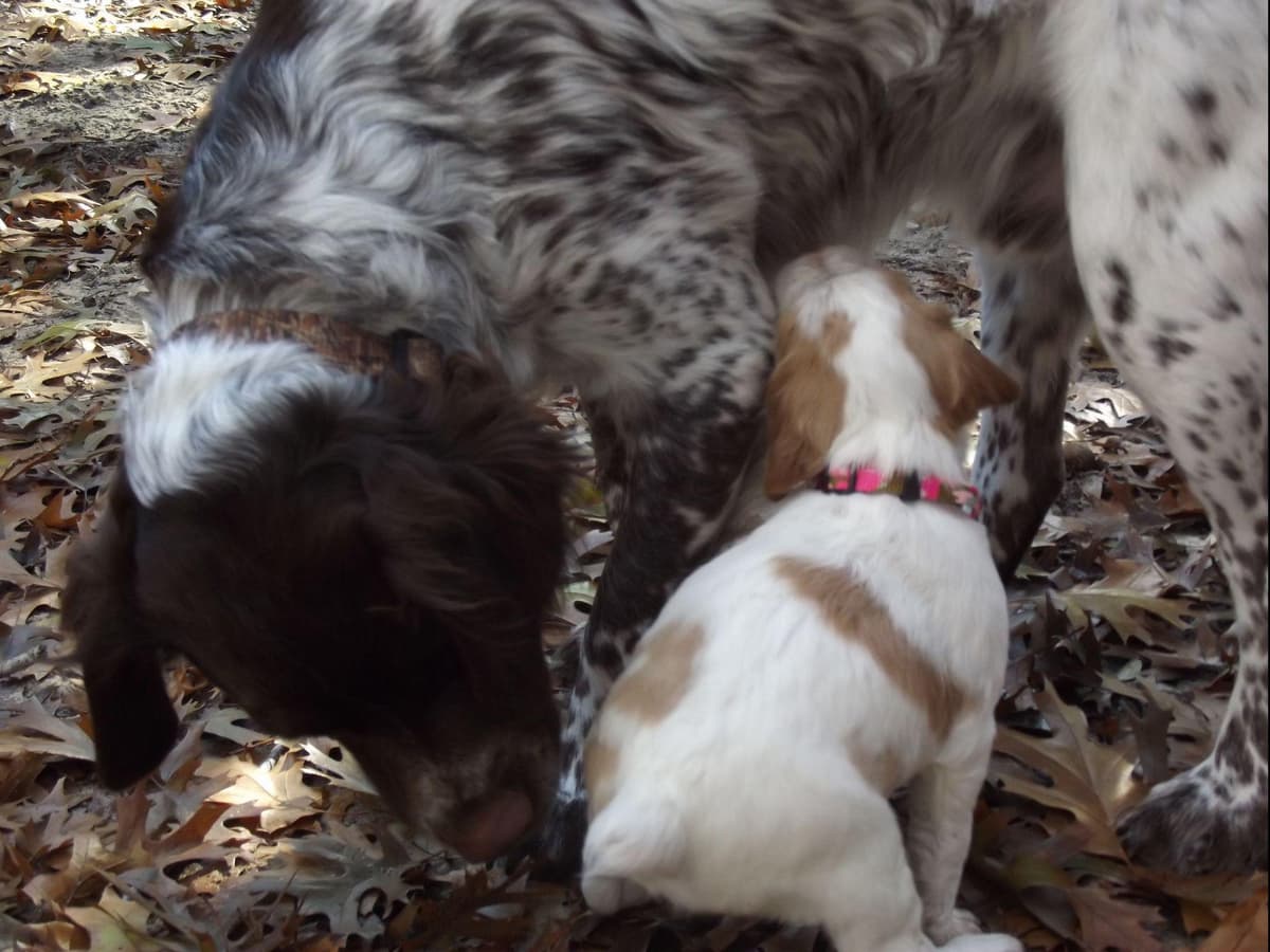 Brittany Puppies breeder image 17
