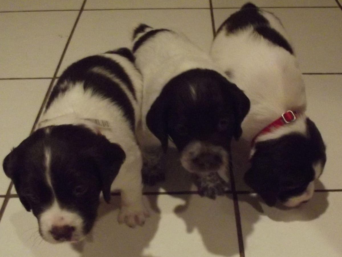Brittany Puppies breeder image 18