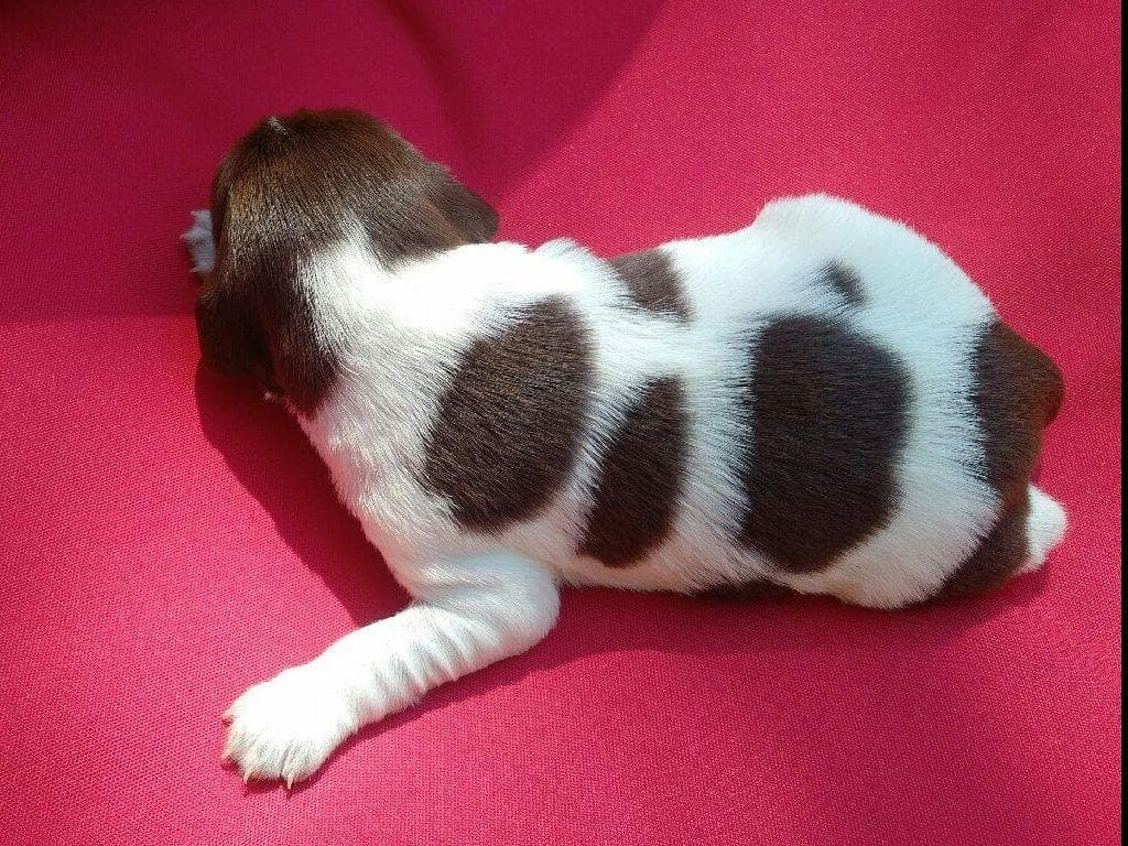 Brittany Puppies breeder image 3