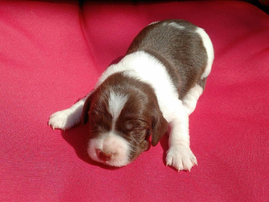 Brittany Puppies breeder image 2