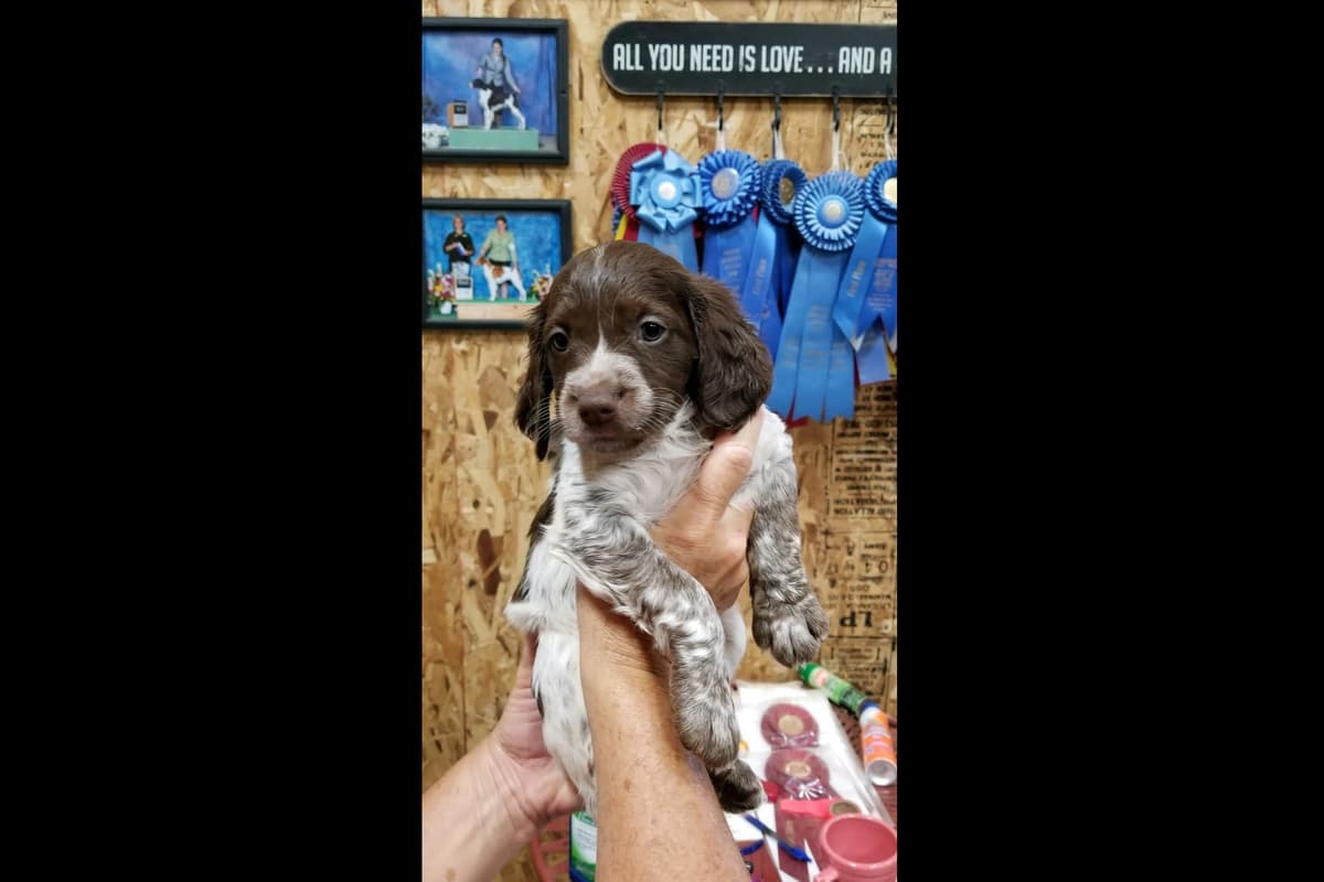 Brittany Puppies breeder image 19