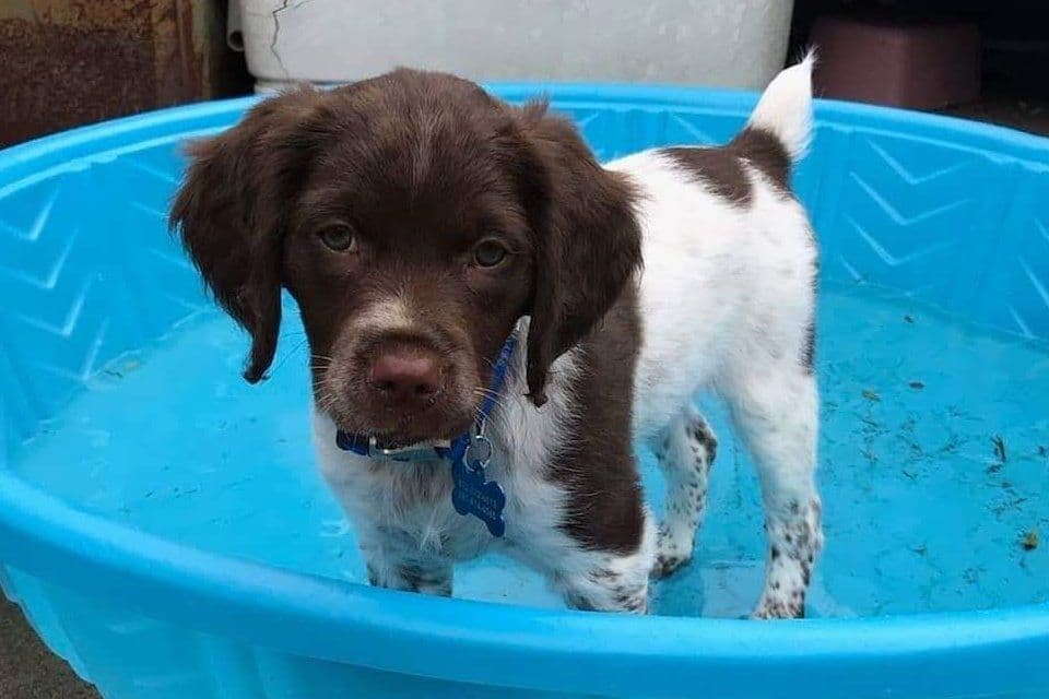 Brittany Puppies breeder image 22