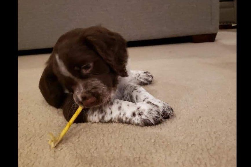 Brittany Puppies breeder image 23