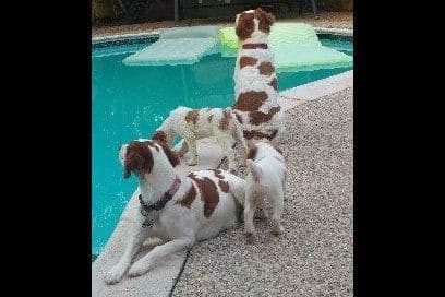 Brittany Puppies breeder image 25