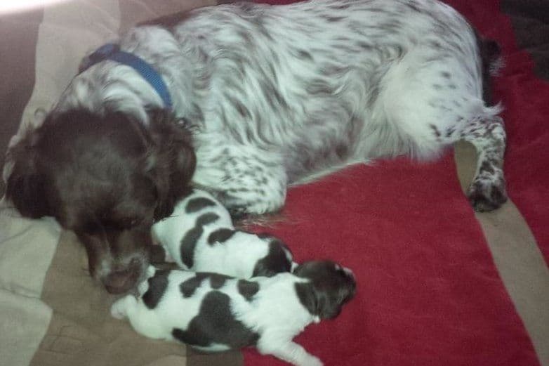 Brittany Puppies breeder image 28