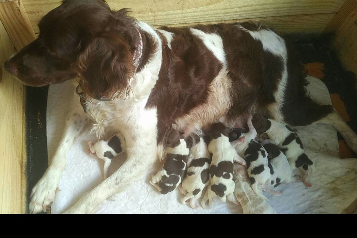 Brittany Puppies breeder image 34
