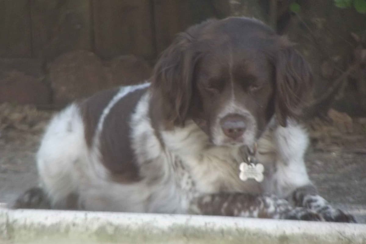 Brittany Puppies breeder image 38