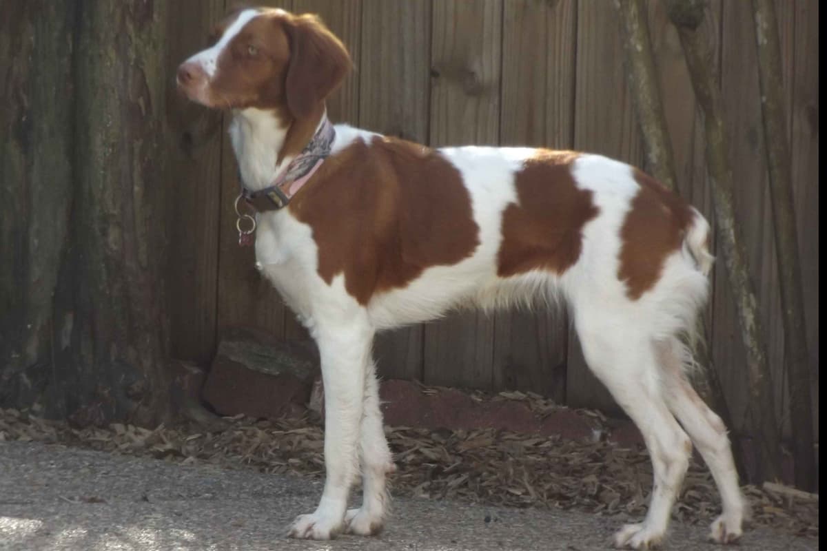 Brittany Puppies breeder image 40