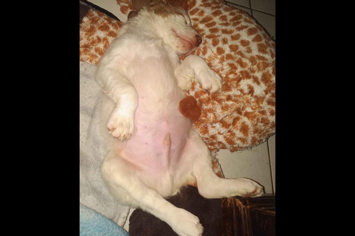 Brittany Puppies breeder image 42