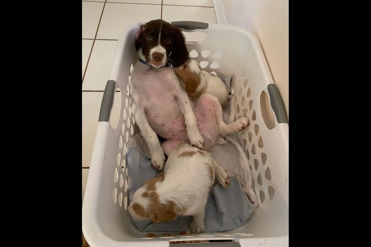 Brittany Puppies breeder image 44