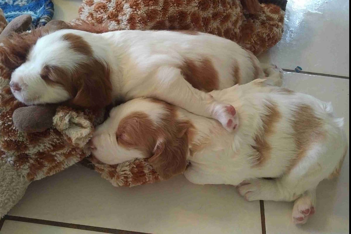 Brittany Puppies breeder image 45