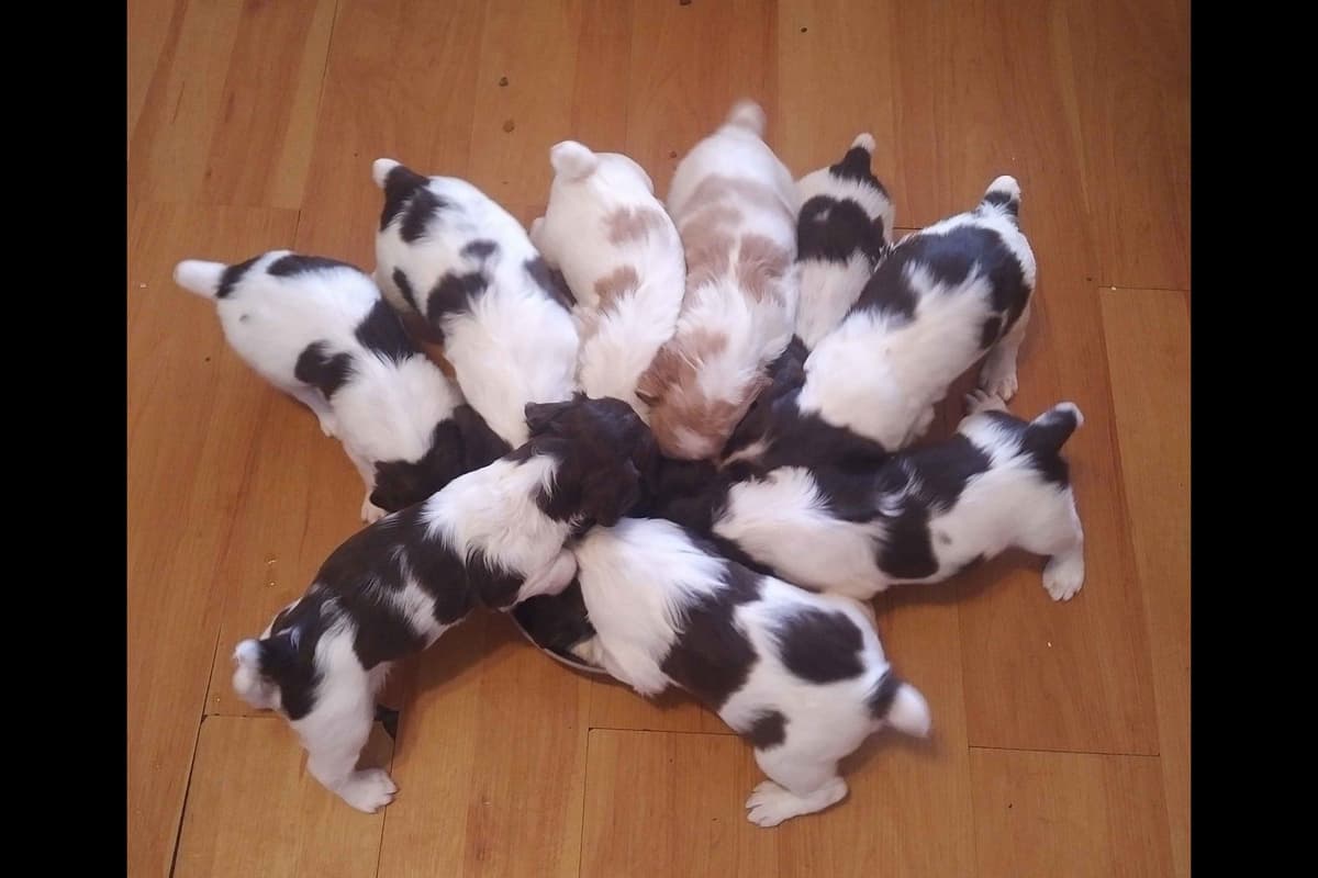 Brittany Puppies breeder image 46