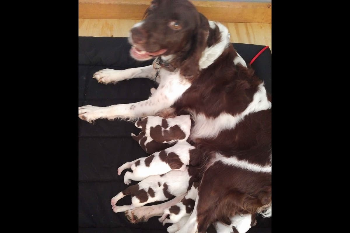 Brittany Puppies breeder image 48
