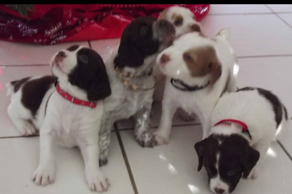 Brittany Puppies breeder image 49