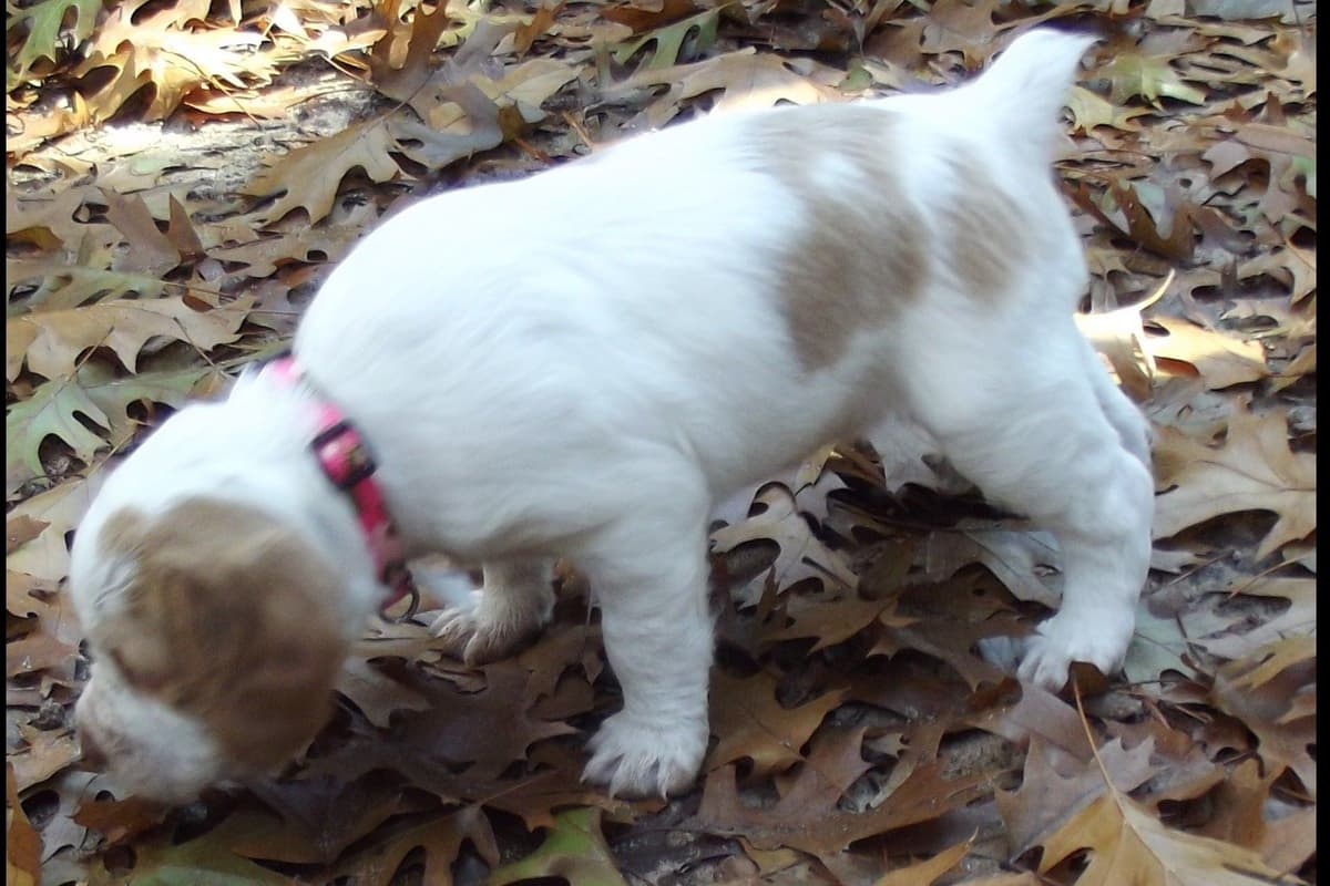 Brittany Puppies breeder image 50