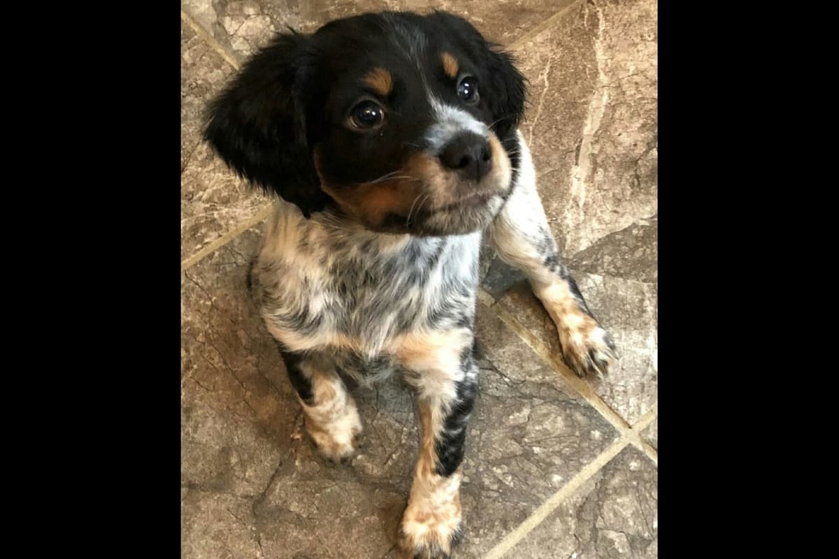 Brittany Puppies breeder image 58