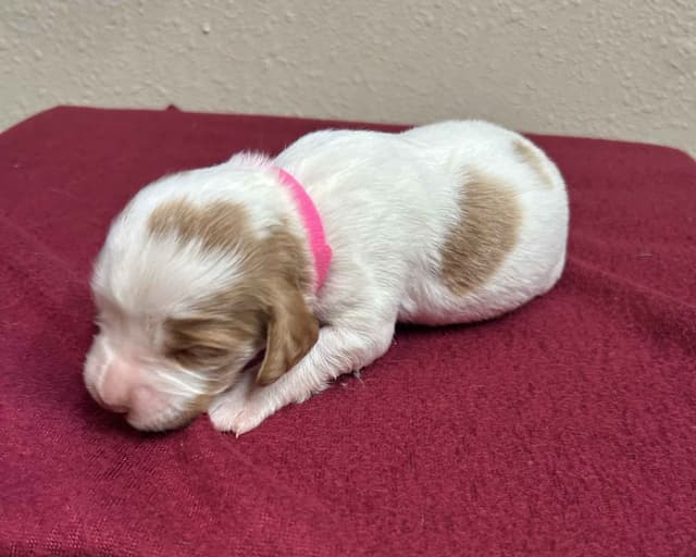Brittany Puppies media 6