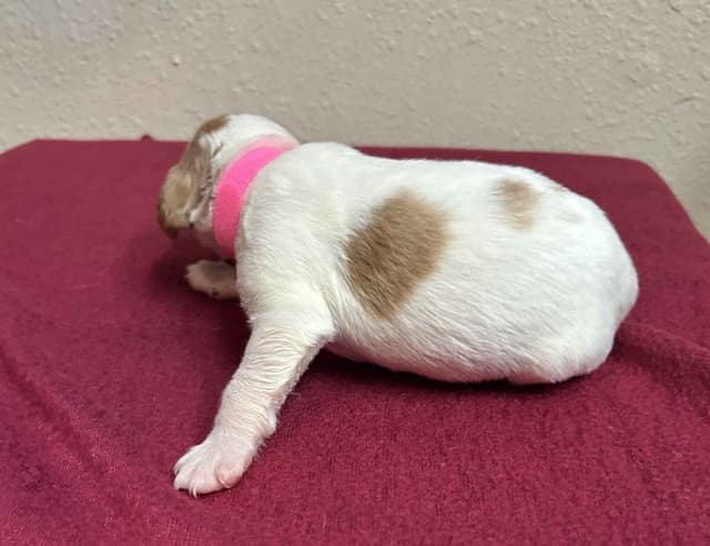 Brittany Puppies media 7