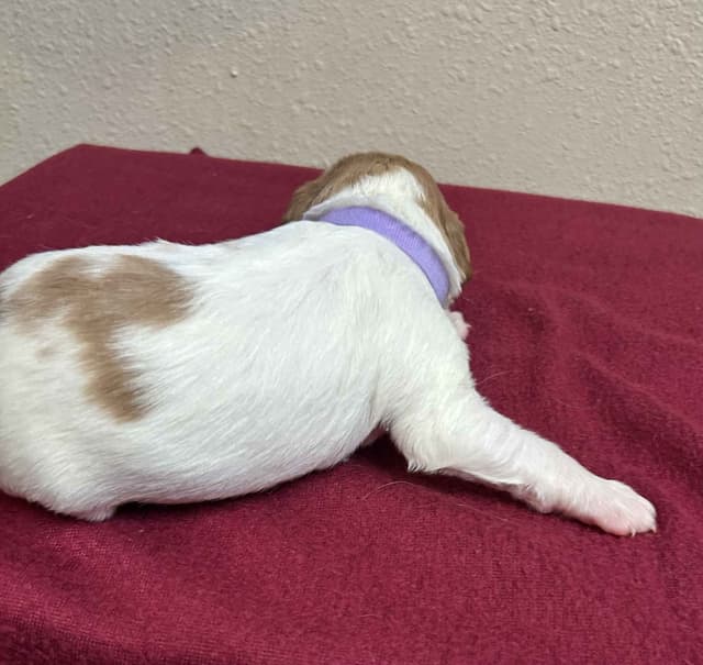 Brittany Puppies media 11